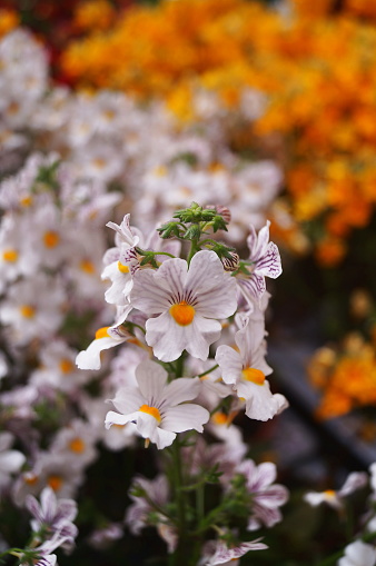 White nemesis flowers