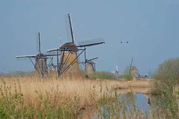 Photo of Two goose fly along the famous windmills of Kinderdijk