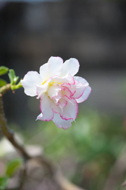 kwiat adenu lub róży pustynnej - wystawa ogrodnicza zdjęcia i obrazy z banku zdjęć