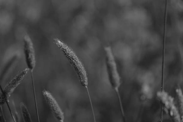 istock Wild flower with morning dew and backlight 1145865824