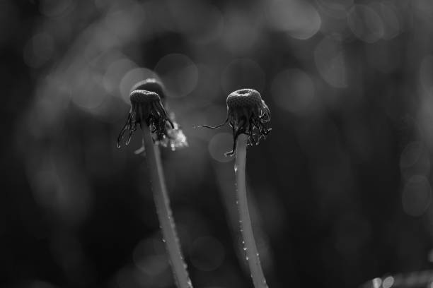 istock Dandelion flower plant with morning dew and backlight 1145865911