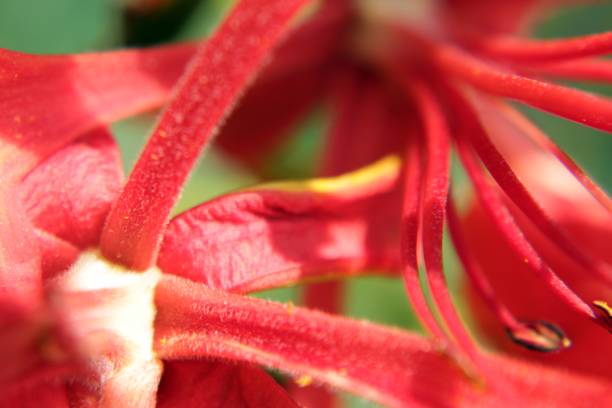 istock flower close up flamboyant,India 1145865947