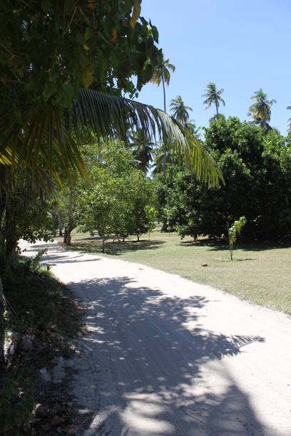 istock seychelles tropical island 1145866545