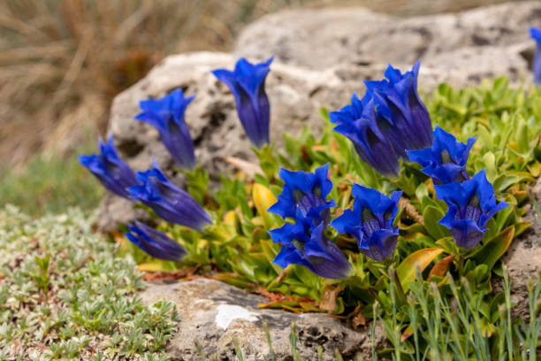 Blooming Enzian Flowers Blooming Gentian Flowers enzian stock pictures, royalty-free photos & images