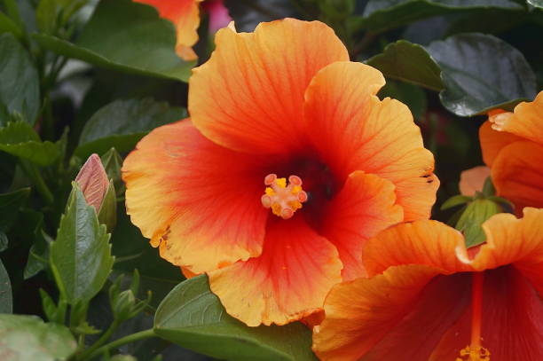 istock Orange hibiscus flower 1145866955
