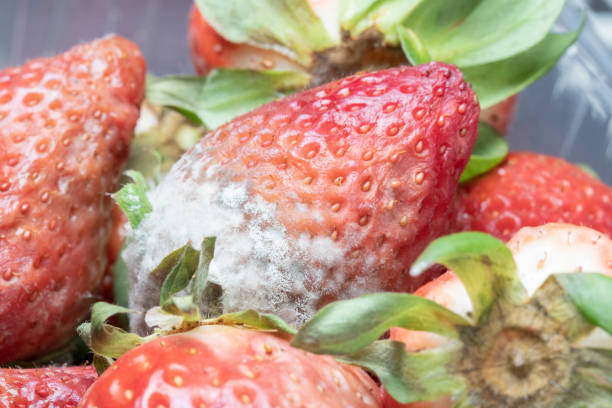istock Rotten strawberries in close-up view, fungi on them 1145867021