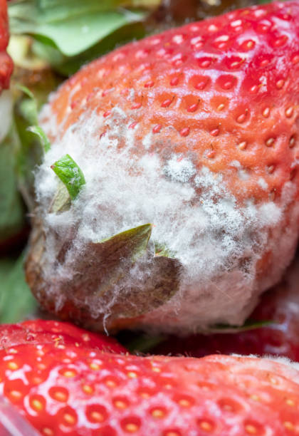 istock Rotten strawberries in close-up view, fungi on them 1145867060