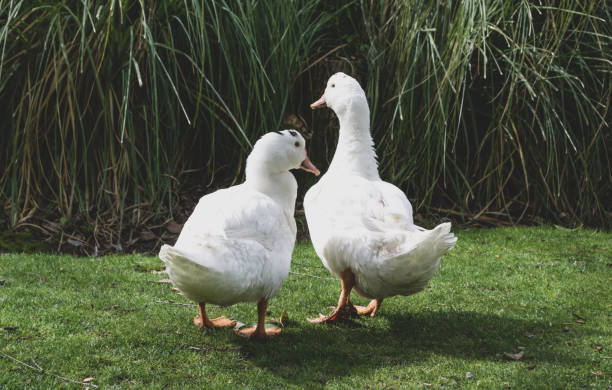 istock pair of white ducks in love 1145867152