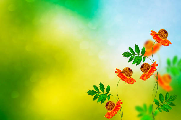 Colorful chrysanthemum flowers. Natural floral background.