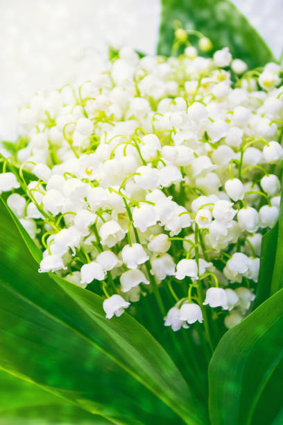 istock flowers lily of the valley 1145868319