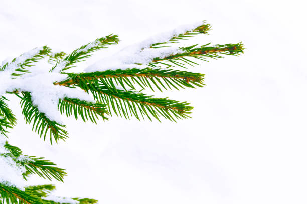 istock snow covered trees. Coniferous branch. 1145868411