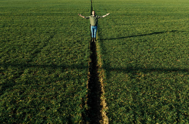Young farmer walking in wheat field and examining crop at sunset.