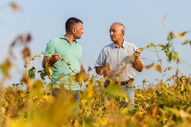 istock Two farmers standing in a field examining soybean crop before harvesting. 1145869853
