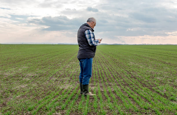 istock Senior farmer standing in wheat field and examining crop. 1145870060