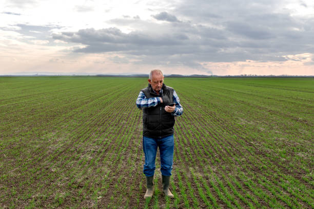 istock Senior farmer standing in wheat field and examining crop. 1145870263