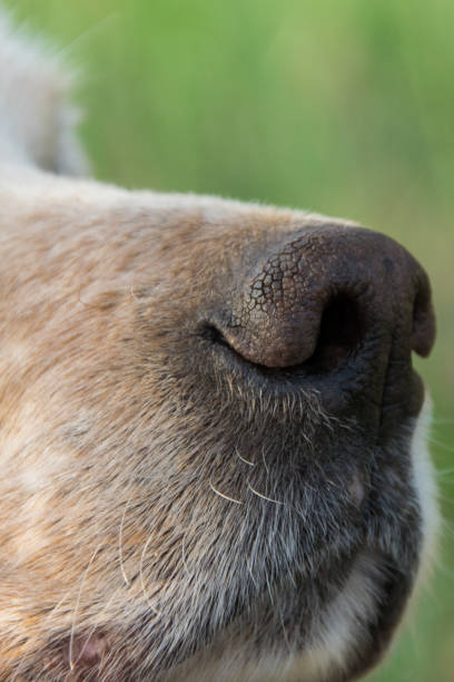 istock Close up view of (English setter) dog nose, space for text 1145870267