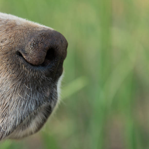 istock Close up view of (English setter) dog nose, space for text 1145870286