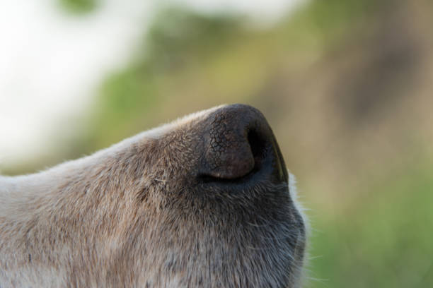 istock Close up view of (English setter) dog nose, space for text 1145870316