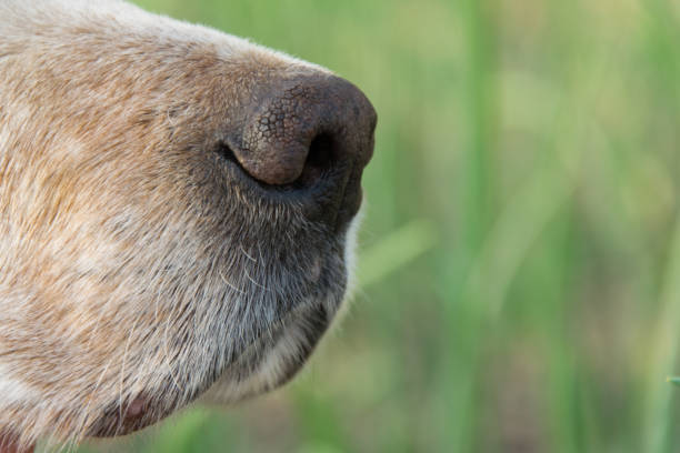 istock Close up view of (English setter) dog nose, space for text 1145870323