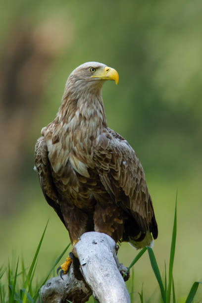 Adult white-tailed eagle sitting on bough low above ground in floodplain forest