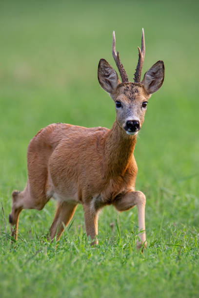 istock Male roe deer buck walking forward in summer 1145870870