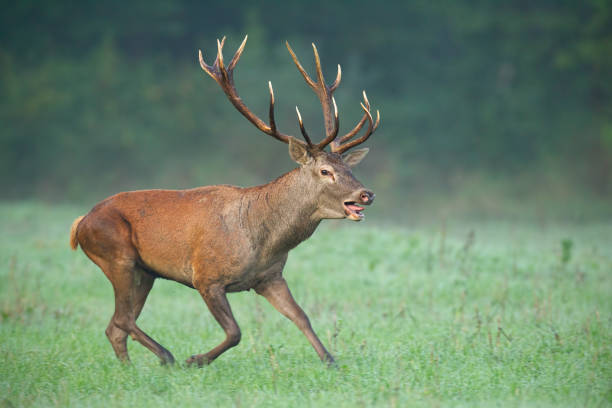 istock Wild red deer stag running fast with mouth open 1145870884