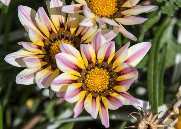 istock Gazania flower 1145871870