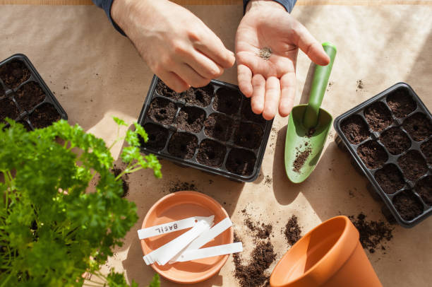 gardening, planting at home. man sowing seeds in germination box stock photo