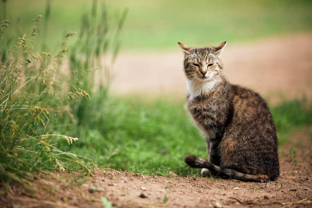 Countryside cat outdoors
