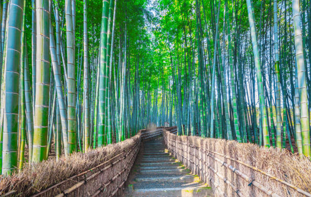 bambuswald am kyoto-wahrzeichen japans - bamboo grove stock-fotos und bilder
