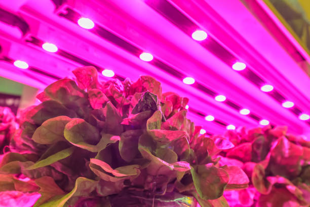 illuminazione a led utilizzata per coltivare lattuga all'interno di un magazzino - plant food agriculture growth foto e immagini stock