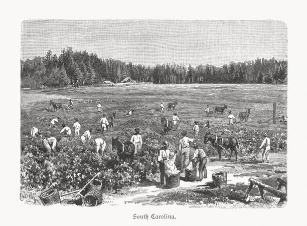 Cotton harvest in South Carolina, USA, wood engraving, published 1897 Cotton harvest in South Carolina, USA. Wood engraving after a photograph, published in 1897. drawing of slaves working stock illustrations