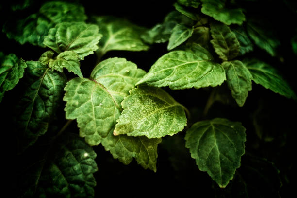 nahaufnahme von pogostemon cablin patchouli pflanzenblätter - entsättigt stock-fotos und bilder
