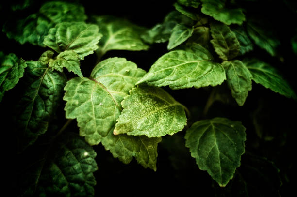 close up de pogostemon cablin patchouli planta folhas - desaturated - fotografias e filmes do acervo