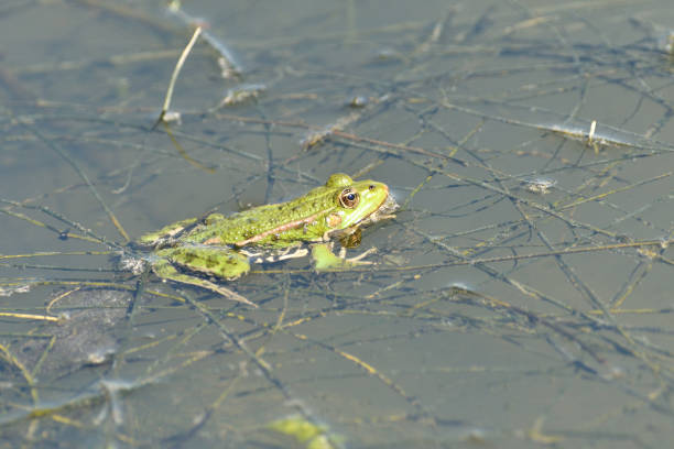 istock frog floating on pond surface close up detail 1145875473