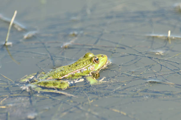 frog floating on pond surface close up detail
