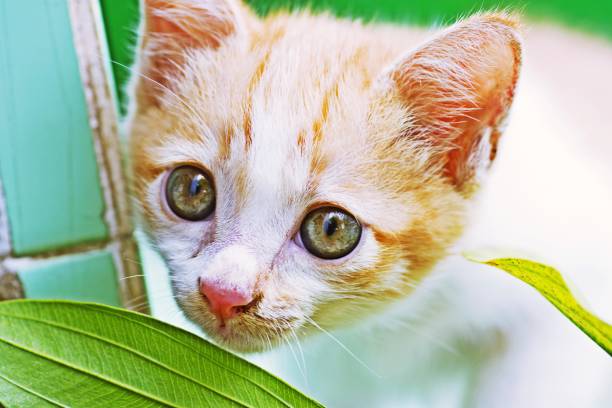 istock Kitten - Bangkok,Thailand. 1145875586