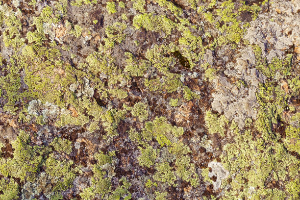 istock Moss on big stone. Natural background or organic texture. 1145875864