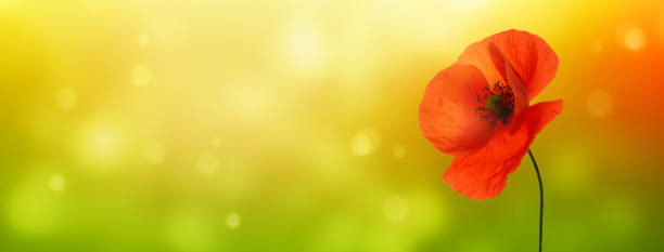 красивый мак на солнце - flower red poppy sky стоковые фото и изображения