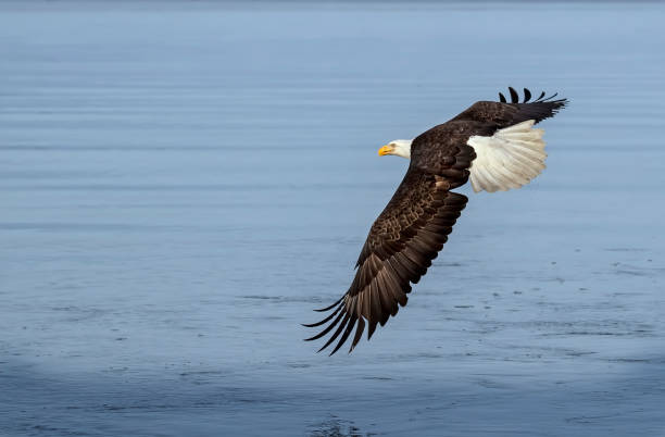 istock Bald Eagle adult flying against blue sky 1145878724
