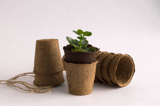 istock Green seedling in a pot on white background 1145878819