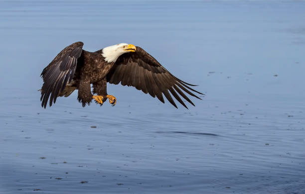 istock Bald Eagle adult getting ready to land on the water 1145878856