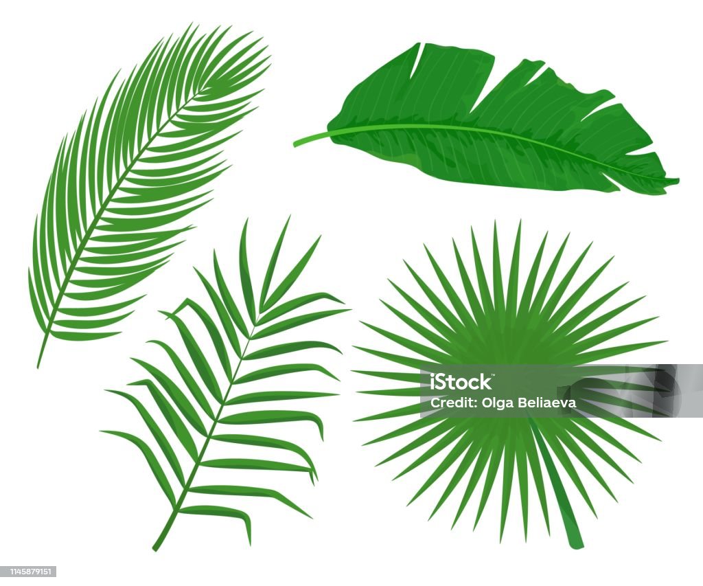 Vector Cartoon Tropic Leaves Of Palm Trees Stock Illustration - Download  Image Now - Palm Tree, Palm Leaf, Bali - iStock