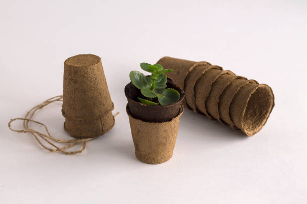 istock green plant and empty pots on white background 1145879167