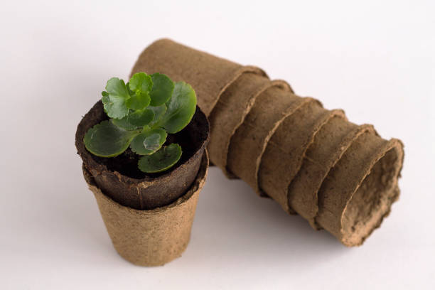 istock green plant in a brown pot 1145879395