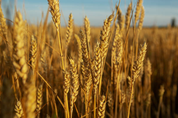 istock Summer nature with ripe wheats close-up 1145879555