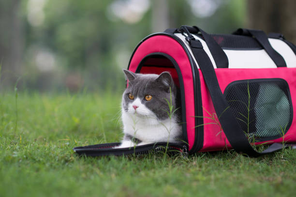 istock Cute british shorthair hiding in the bag 1145880634