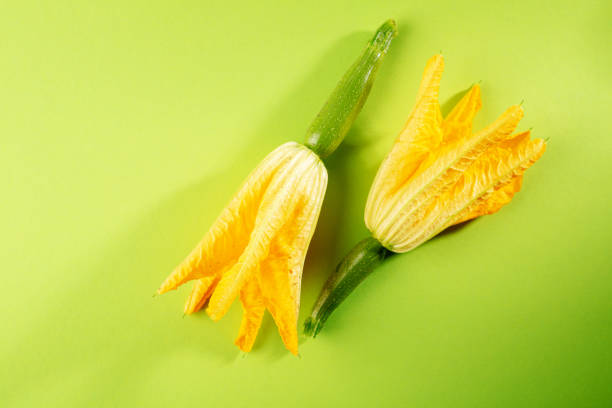 istock Two zucchini flowers, raw food 1145880971