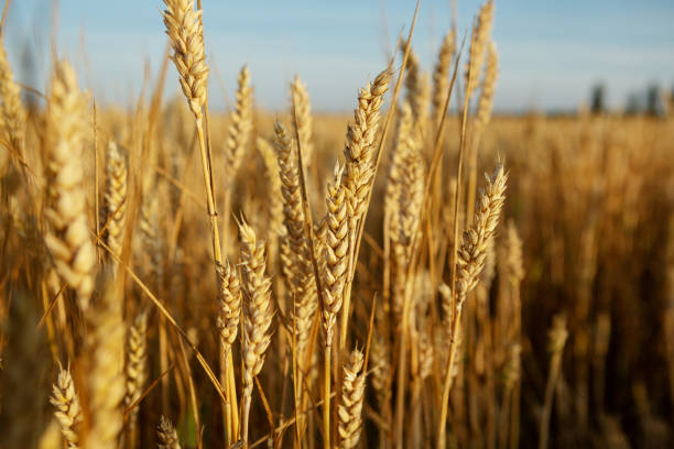 istock Field with ripe wheats cob 1145881074