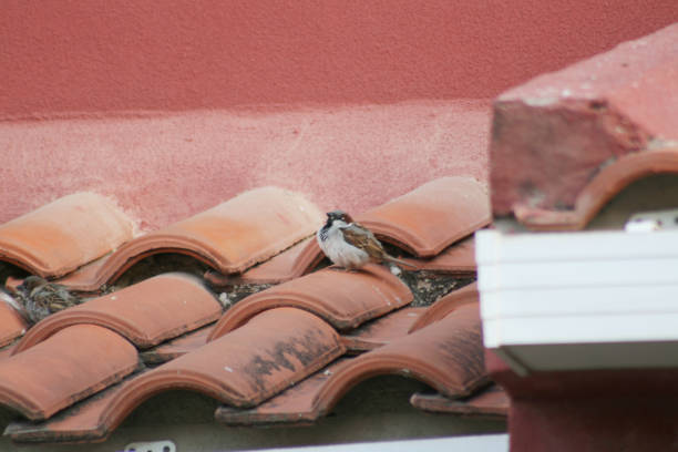 istock SPARROW ON THE ROOF 3 1145881387